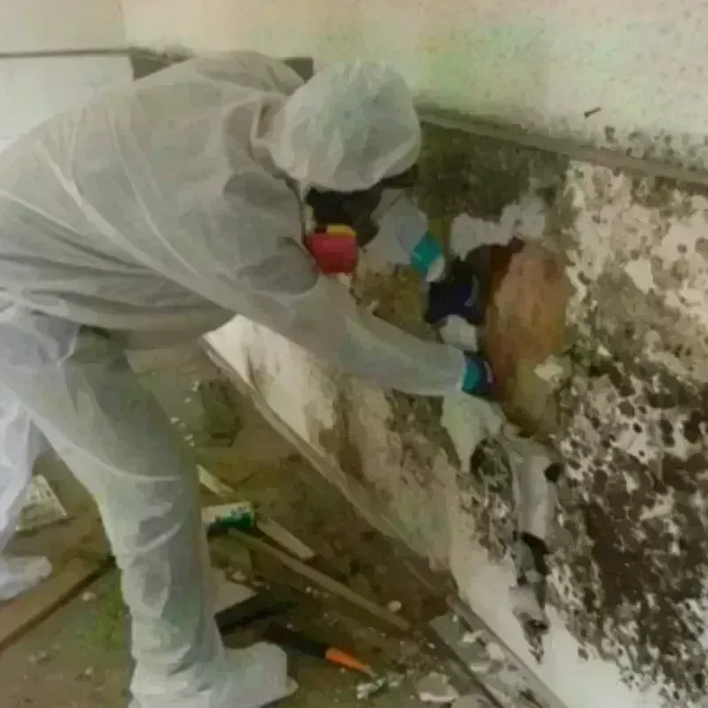 Mold Remediation and Removal in Cleves, OH